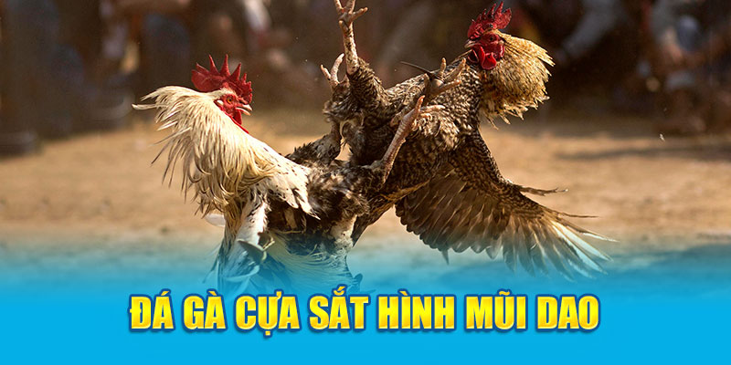 Đá gà cựa sắt hình mũi dao