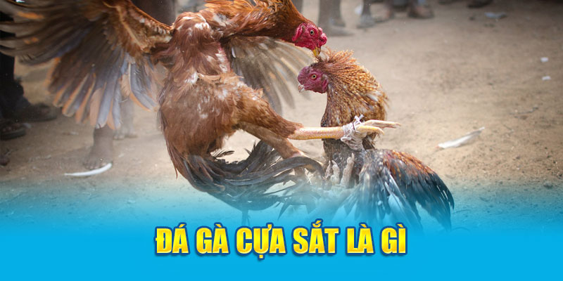 Đá gà cựa sắt là gì