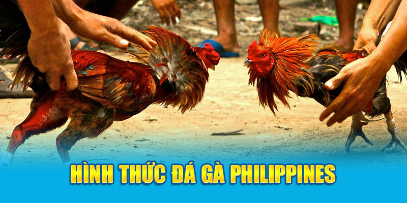 Hình thức đá gà Philippines