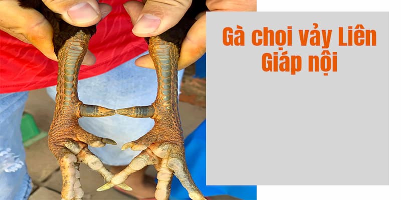 Gà đá có loại vảy liên giáp nội được ưa chuộng