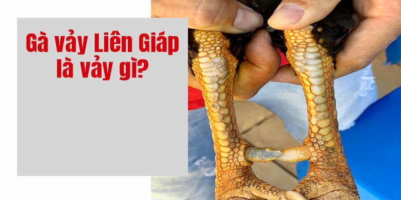 Thông tin cơ bản về vảy gà liên giáp nổi tiếng hiện nay